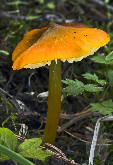 lúčnica kužeľovitá Hygrocybe conica (Schaeff.) P. Kumm.