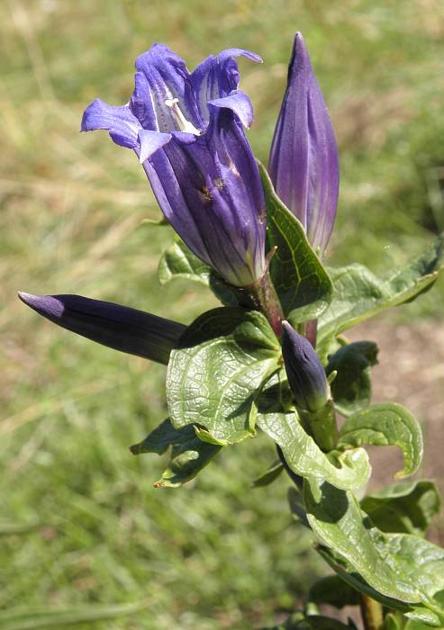 horec Lathyrus annuus L.