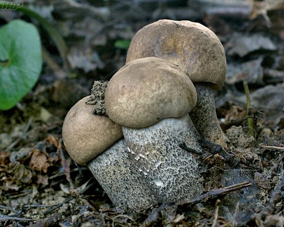 kozák topoľový Leccinum duriusculum (Schulzer ex Kalchbr.) Singer