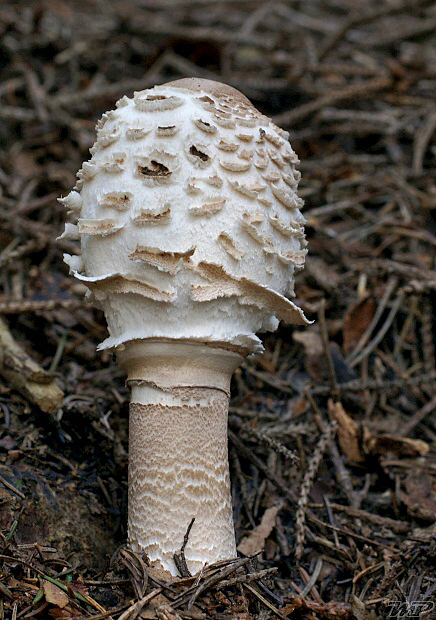 bedľa vysoká Macrolepiota procera (Scop.) Singer