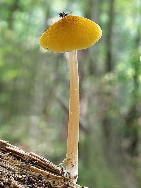 štítovka žltá Pluteus leoninus (Schaeff.) P. Kumm.