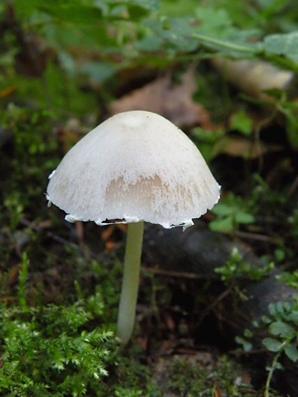 drobuľka Psathyrella sp.