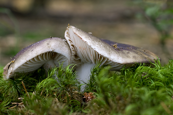 plávka černejúca Russula nigricans Fr.