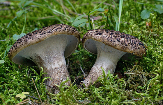 jelenkovec škridlicovitý Sarcodon imbricatus (L.) P. Karst.