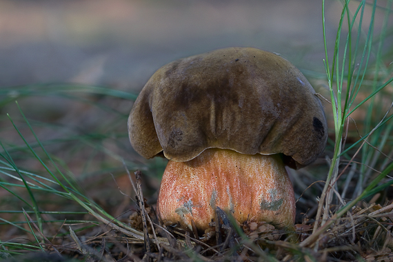 hríb zrnitohlúbikový Sutorius luridiformis (Rostk.) G. Wu & Zhu L. Yang