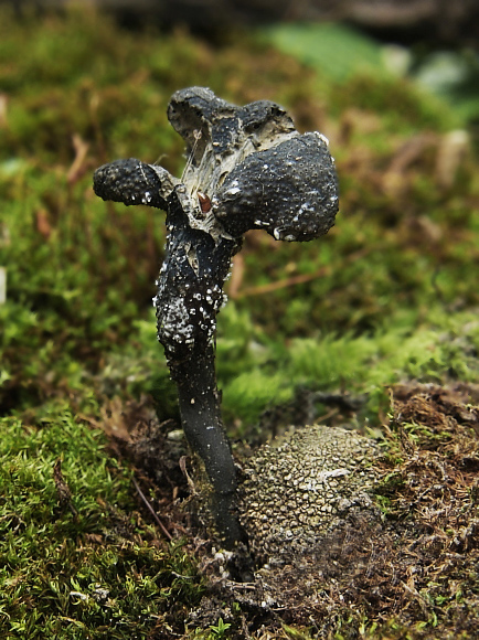 žezlovka srnková Tolypocladium ophioglossoides (J.F. Gmel.) Quandt, Kepler & Spatafora