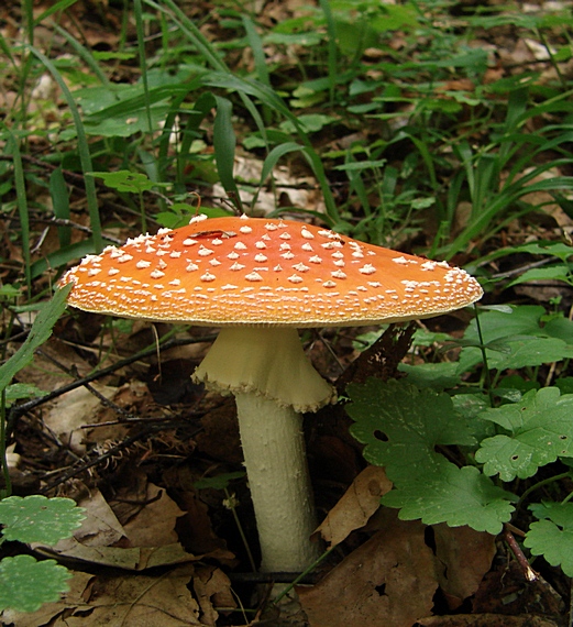 muchotrávka červená Amanita muscaria (L.) Lam.