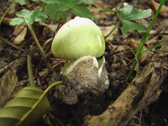 muchotrávka zelená Amanita phalloides (Vaill. ex Fr.) Link