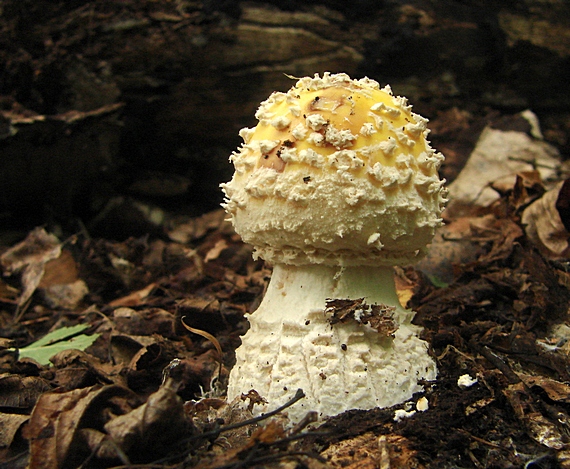 muchotrávka kráľovská Amanita regalis (Fr.) Michael