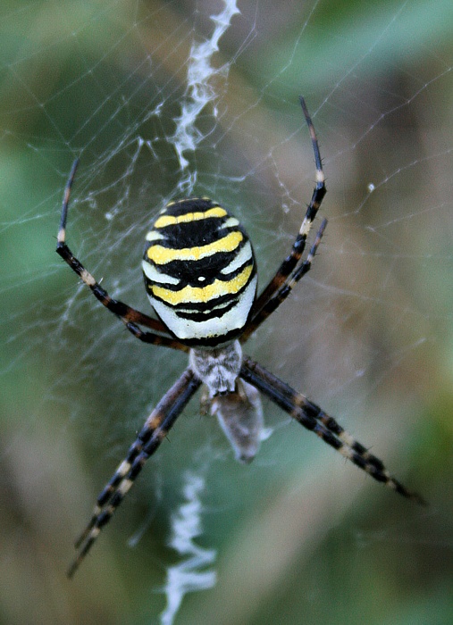 križiak pásavý Argiope bruennichi