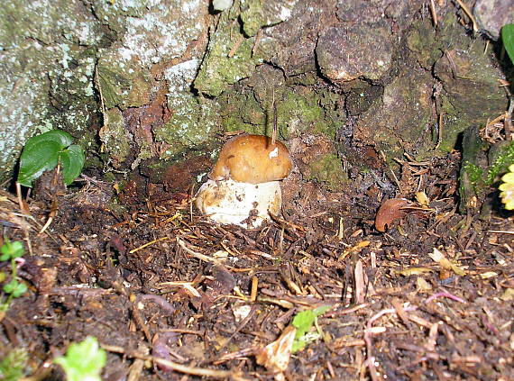 hríb smrekový Boletus edulis Bull.