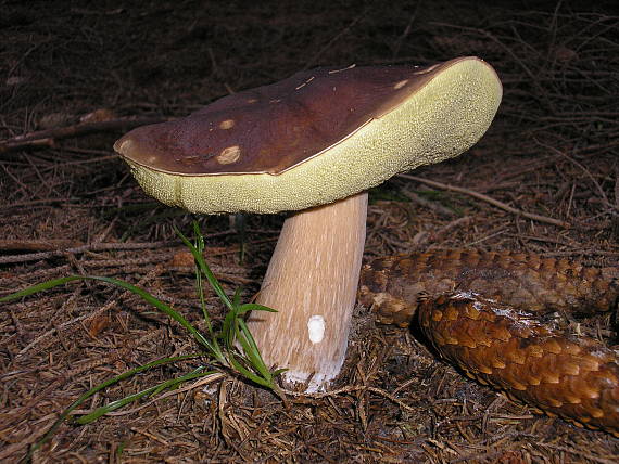 hríb smrekový Boletus edulis Bull.