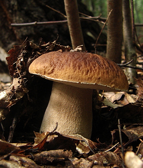 hríb smrekový Boletus edulis Bull.