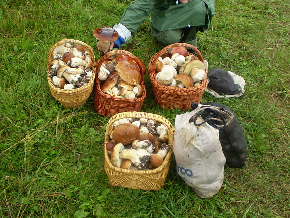 hríb smrekový Boletus edulis Bull.