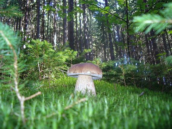 hríb smrekový Boletus edulis Bull.