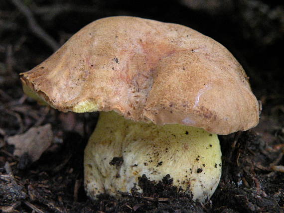 hríb horský Butyriboletus subappendiculatus (Dermek, Lazebn. & J. Veselský) D. Arora & J.L. Frank