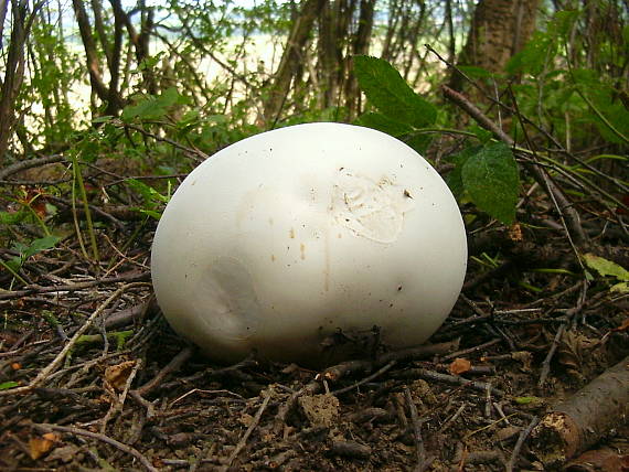 vatovec obrovský Calvatia gigantea (Batsch) Lloyd