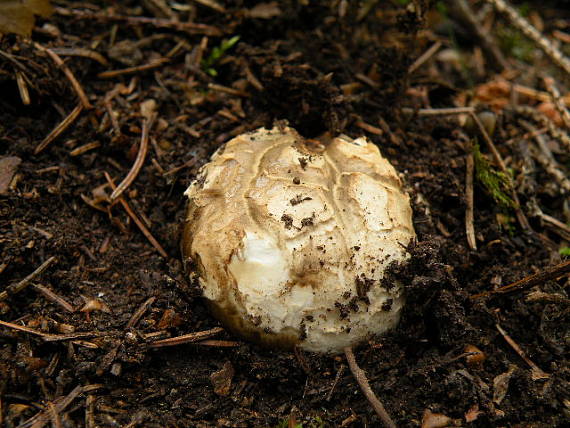 náramkovka cisárska  Catathelasma imperiale (P. Karst.) Singer