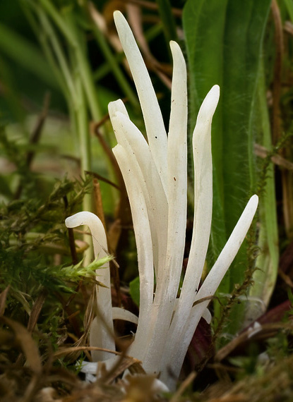 kyjačik lámavý Clavaria fragilis Holmsk.