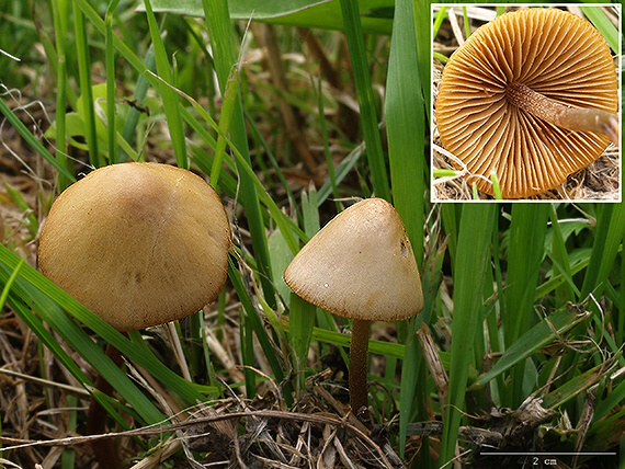 kapucňovec Conocybe sp.