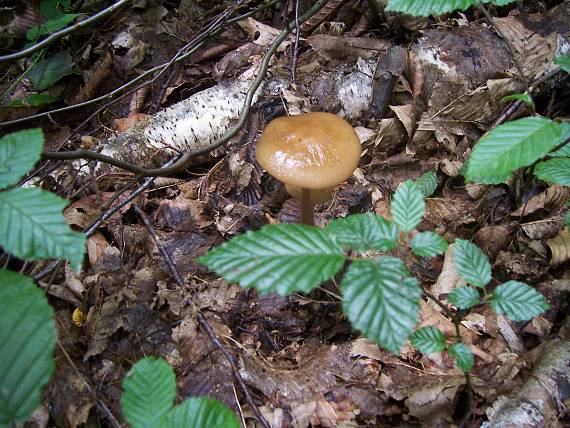 sliznačka koreňujúca Hymenopellis radicata (Relhan) R.H. Petersen