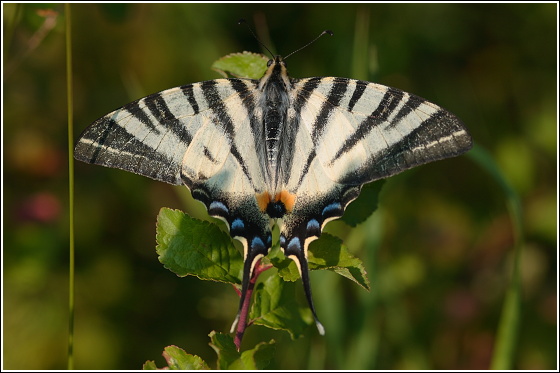 vidlochvost ovocný Iphiclides podalirius