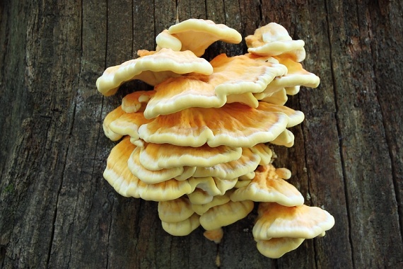 sírovec obyčajný Laetiporus sulphureus (Bull.) Murrill