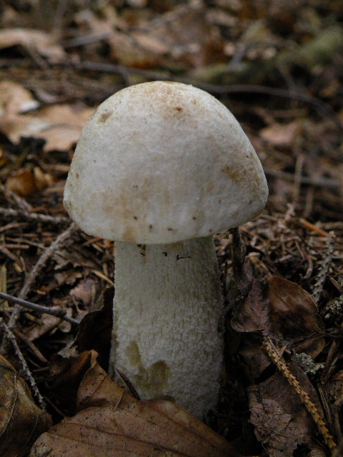 kozák biely Leccinum holopus (Rostk.) Watling