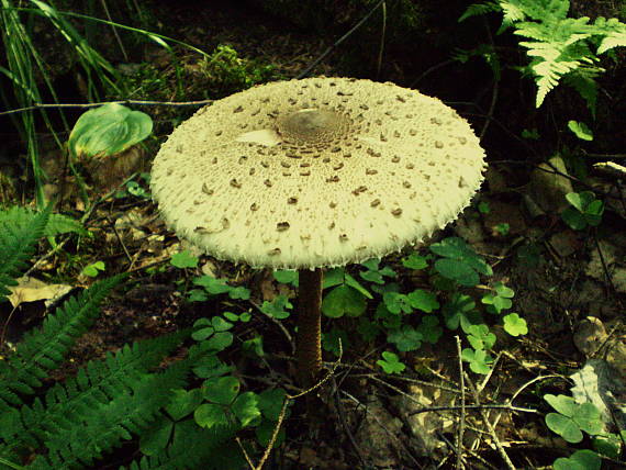 bedľa vysoká Macrolepiota procera (Scop.) Singer