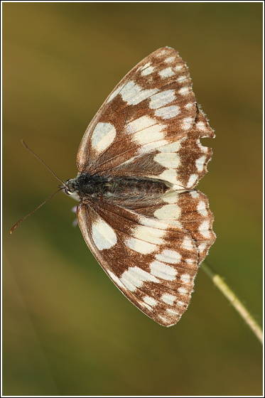 očkáň timotejkový Melanargia galathea