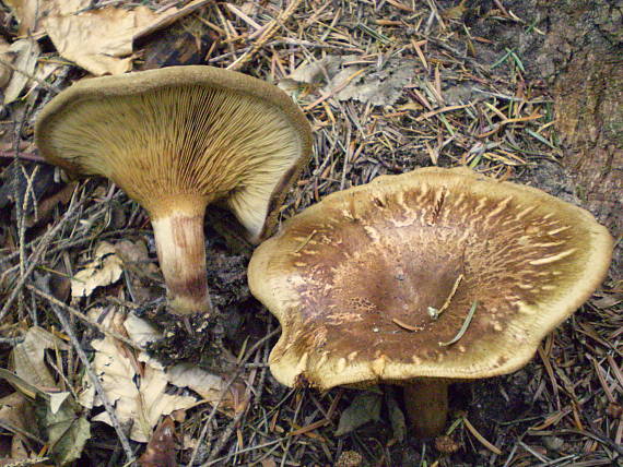 čechračka podvinutá Paxillus involutus (Batsch) Fr.