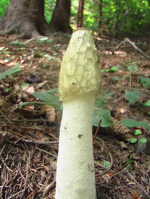 hadovka smradľavá Phallus impudicus L.