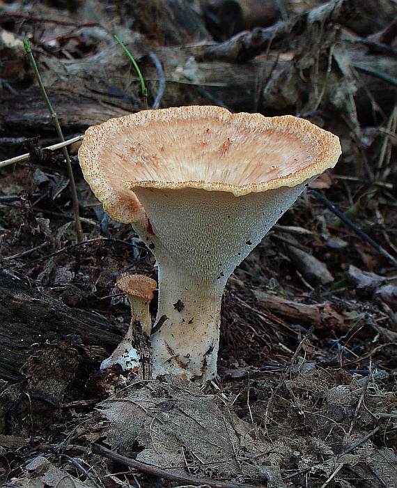 trúdnik Polyporus sp.