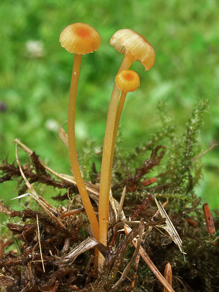 machovček oranžový Rickenella fibula (Bull.) Raithelh.