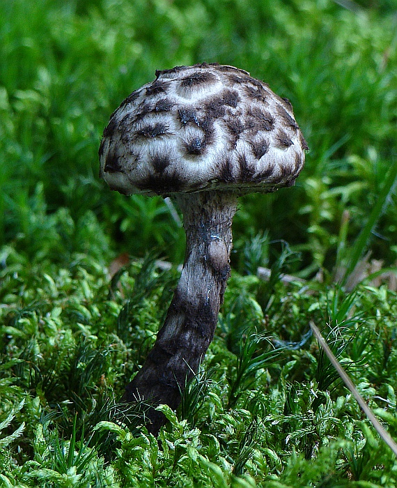 šiškovec šupinatý Strobilomyces strobilaceus (Scop.) Berk.