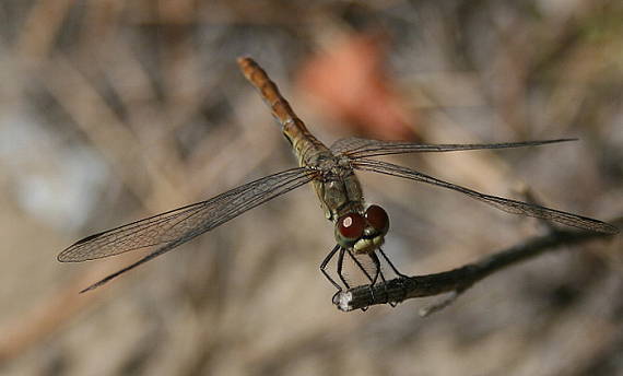 vážka obyčajná Sympetrum vulgatum