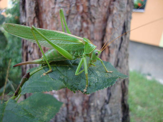 kobylka zelená Tettigonia viridissima