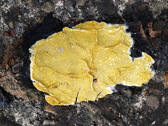 ponorenec citrónovožltý Trichoderma citrinum (Pers.) Jaklitsch, W. Gams & Voglmayr