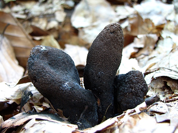 drevnatec kyjakovitý Xylaria polymorpha (Pers.) Grev.