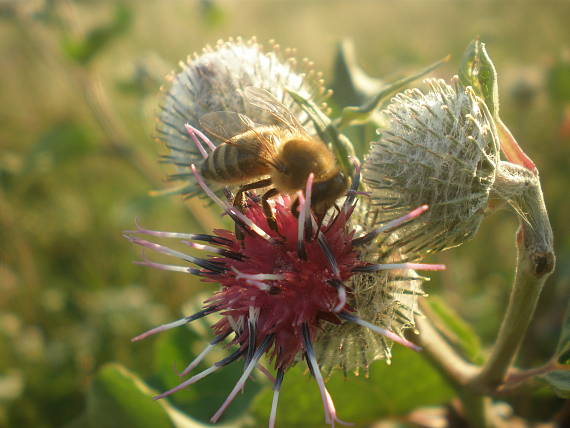 včela