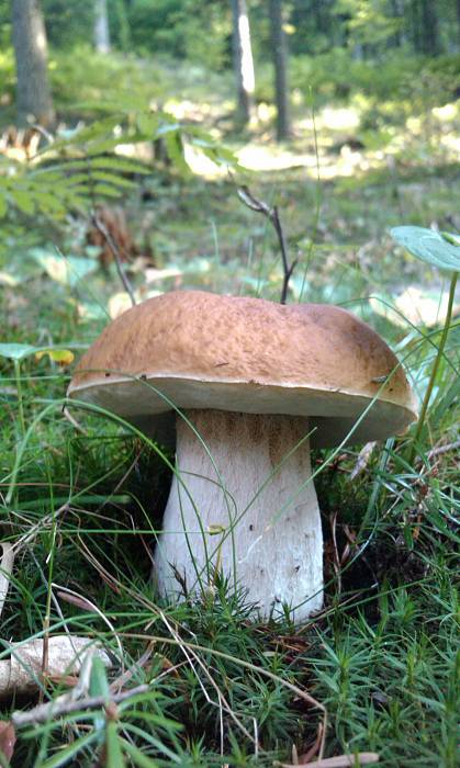 hríb smrekový Boletus edulis Bull.