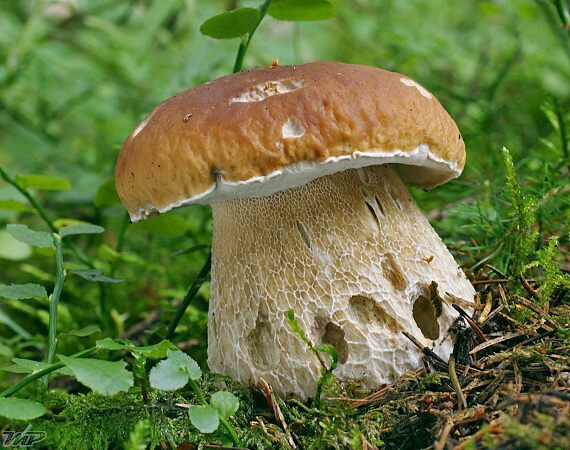 hríb smrekový Boletus edulis Bull.