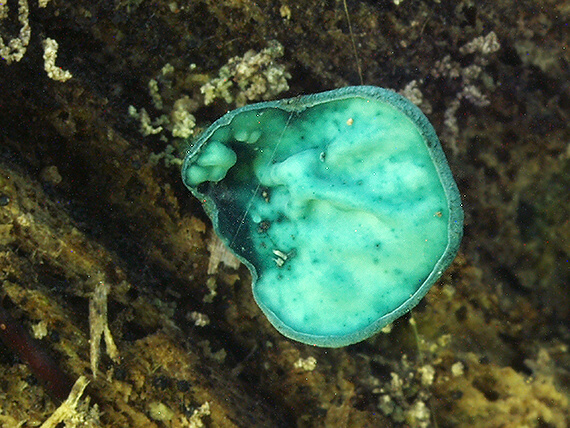 zelenica Chlorociboria sp.