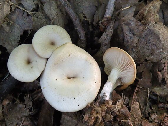 strmuľka Clitocybe sp.