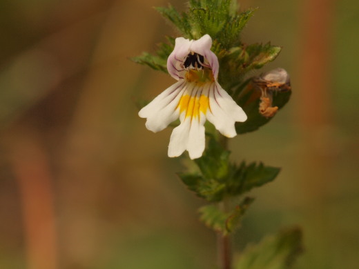 očianka rostkovova Euphrasia rostkoviana Hayne