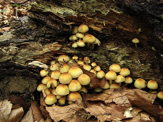 strapcovka Hypholoma sp.