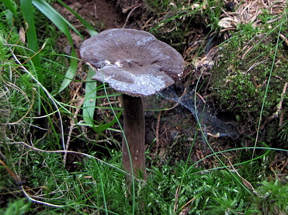 rýdzik sadzový-ryzec datlí Lactarius picinus Fr.