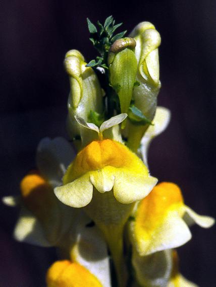 pyštek obyčajný  Linaria vulgaris Mill.