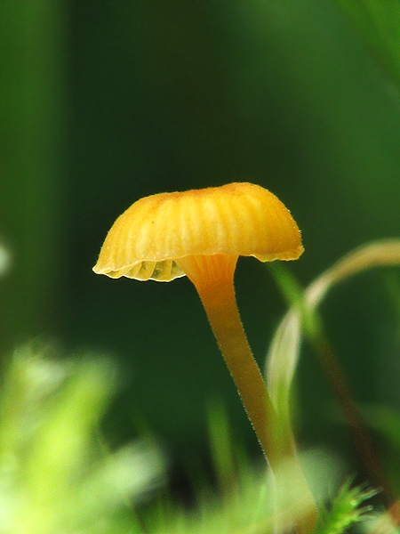 machovček oranžový Rickenella fibula (Bull.) Raithelh.