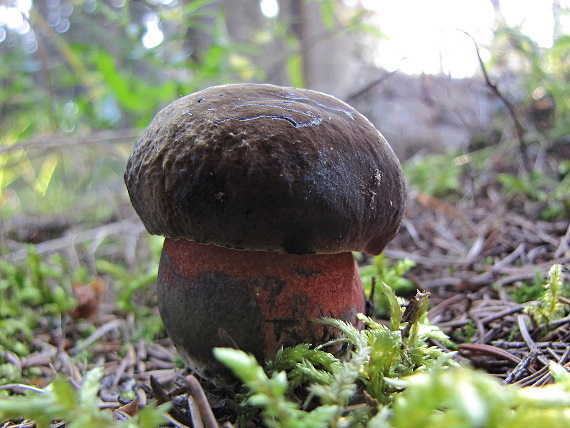 hríb zrnitohlúbikový-hřib kovář Sutorius luridiformis (Rostk.) G. Wu & Zhu L. Yang